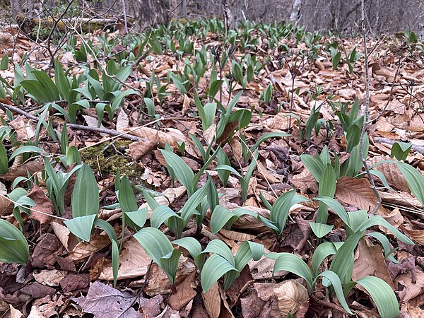 Ramps growing on the forest floor in the Catskills region of New York state