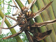 Ravenala madagascariensis fructis.png