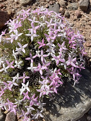 <i>Houstonia rubra</i> Species of plant