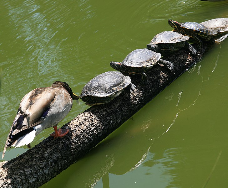 File:Red-eared sliders and Mallard in Golden Gate Park 1.jpg