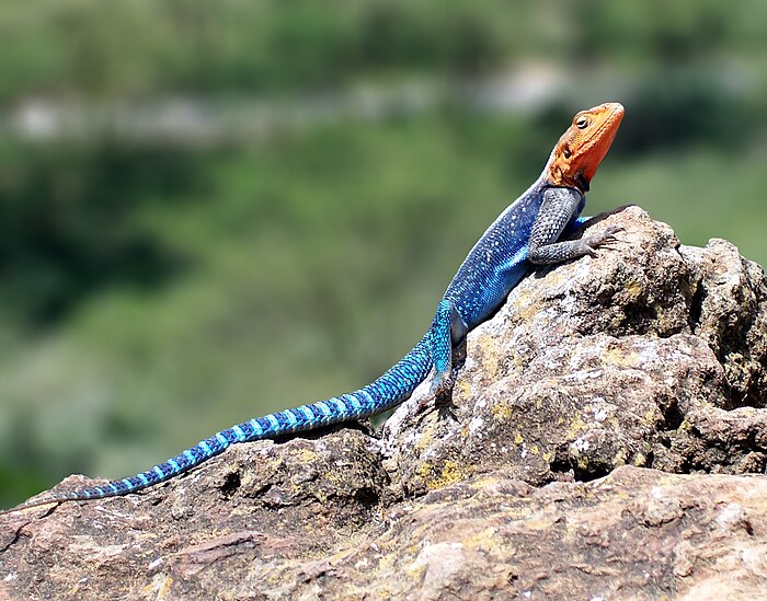 A Kenyan Rock Agama. Show another