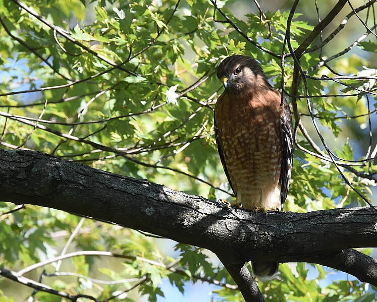 File:Red-shouldered Hawk - 48906122392.jpg