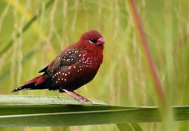 File:Red Avadavat AaaMSM1238.jpg