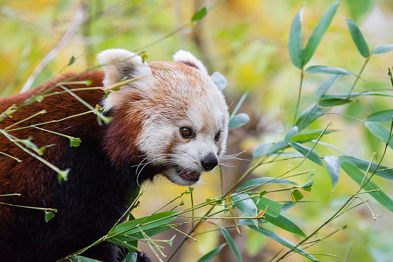 File:Red Panda (24677312488).jpg