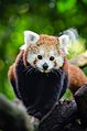 Red Panda (18954856053).jpg