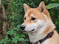 Een rode Shiba Inu met zichtbare urajiro op de snuit, wangen, oren en keel