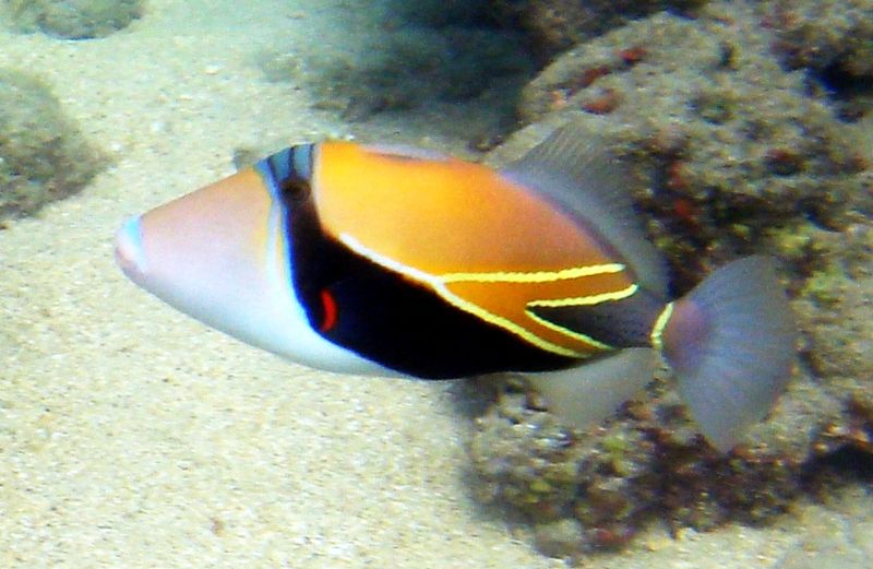 File:Reef Triggerfish 1.JPG