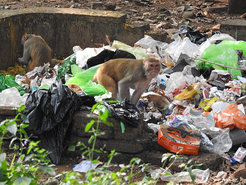 Rhesus macaque foraging in trash