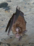 Thumbnail for Smaller horseshoe bat