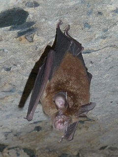 Smaller horseshoe bat Species of bat