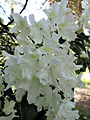 English: Rhododendron mucronatum (Blume) G. Don 'Van Noordt' in Arboretum Rogow Polski: Azalia ostrolistna 'Van Noordt' na terenie Arboretum w Rogowie