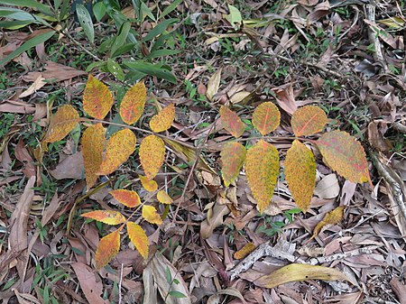 Rhus chinensis sapling.jpg