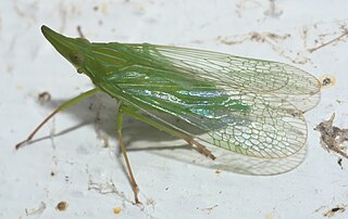 <i>Rhynchomitra</i> Genus of planthoppers