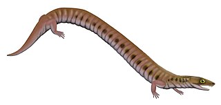 <i>Rhynchonkos</i> Extinct genus of tetrapods