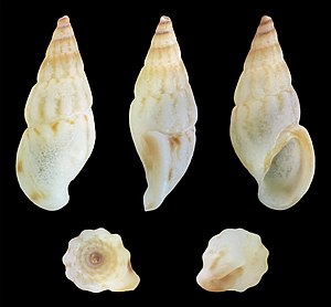 Rissoa membranacea var. labiosa Rissoa membranacea var. labiosa 01.jpg