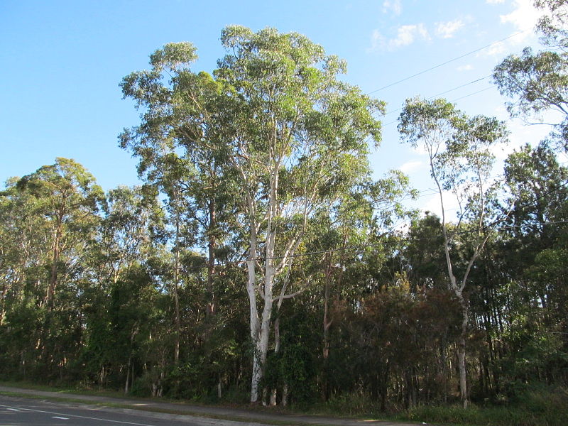 File:Rochedale view from underwood rd.jpg