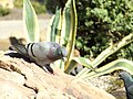 Common Rock Pigeon standing on a rock.