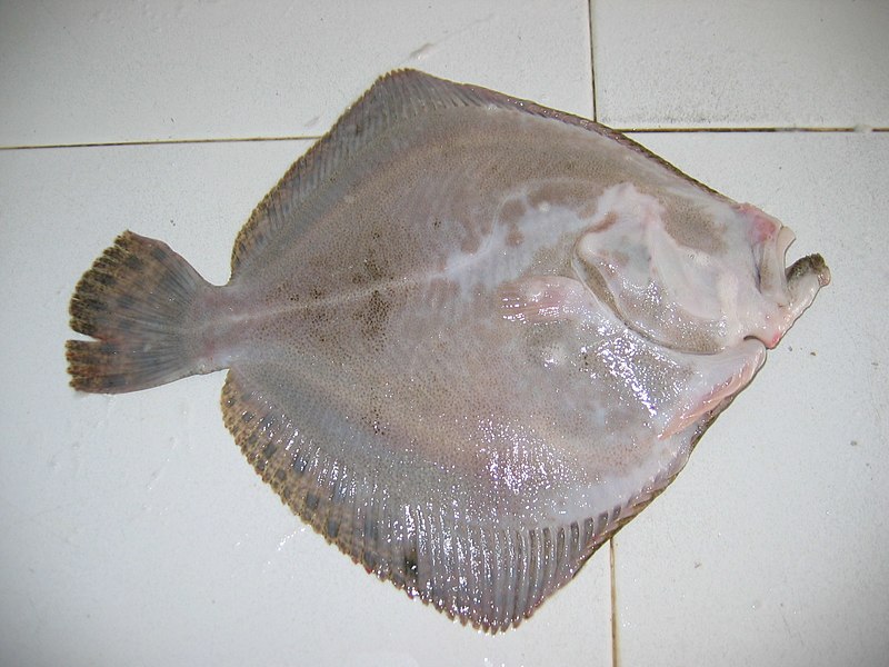 File:Rodaballo lado cego.jpg