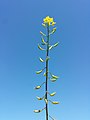 Inflorescence