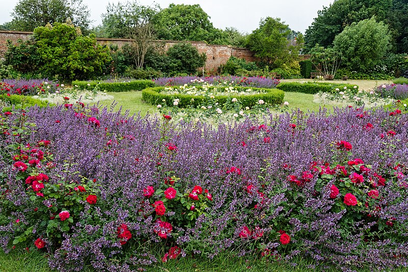 File:Rose Garden Harlow Museum & Walled Gardens, Essex.jpg