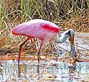 Roseate Spoonbill, NPSPhoto (9101514610).jpg