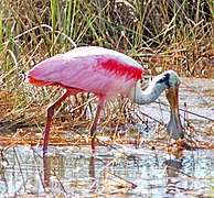 Roseate Spoonbill, NPSPhoto (9101514610).jpg