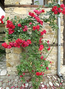 250px-Roses_in_Bulgaria.jpg