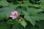 Rubus-odoratus-flower2.JPG