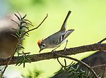 Thumbnail for File:Ruby-crowned kinglet (41551).jpg