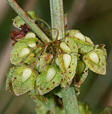 Flowers of curled dock (R. crispus) with remarkable tubercles RumexCrispusValven.jpg