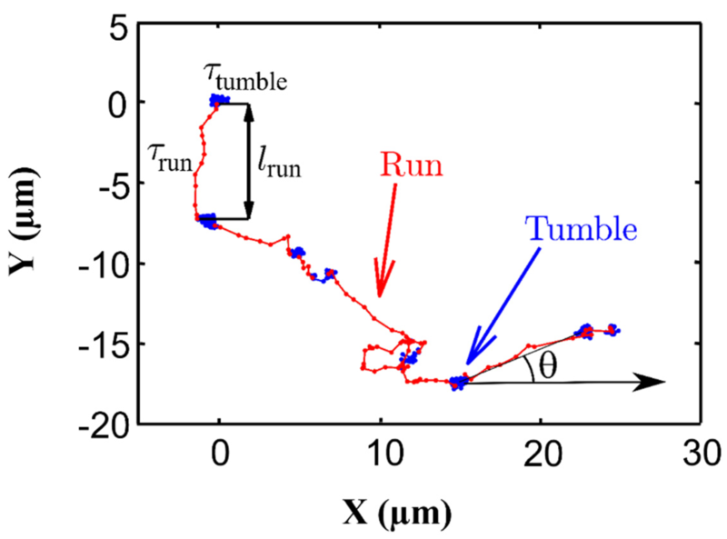 File:Run-and-tumble motion of a Synechocystis cell.webp