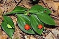 Ruscus hypoglossum, cladodios y frutos.