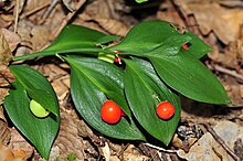 Ruscus hypoglossum в Большом Каньоне Крыма.jpg