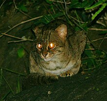 Rusty-spotted cat photographed in the Anaimalai Hills Rustyspottedcat, crop.jpg