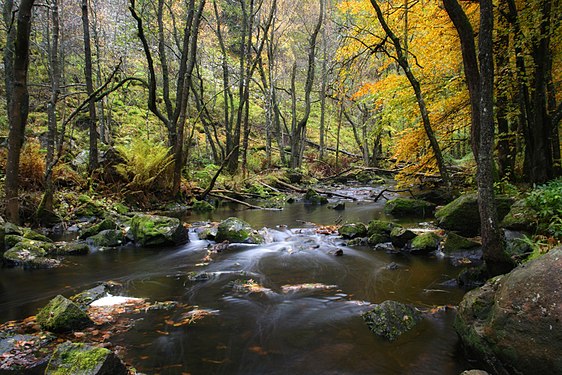 Stream and fall colors at Söderåsen national park. Photograph: Trakesh.photography (CC BY-SA 4.0)