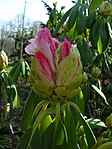 SDC11193 - Rhododendron sutchuenense.JPG