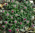 Trichodiadema densum - Botanischer Garten Leipzig