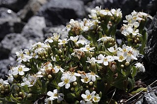 <i>Myosotis lyallii</i> Species of flowering plant