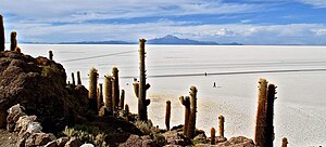 Salar de Uyuni-Isla Incahuasi.jpg