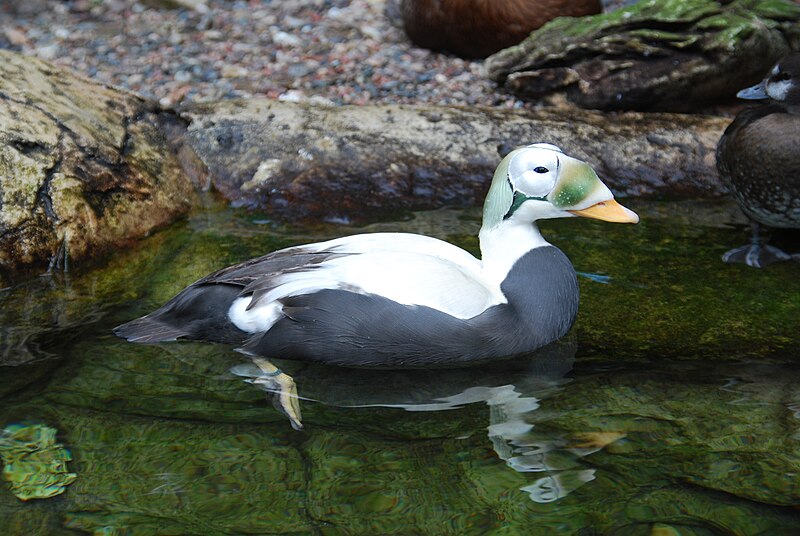 File:San Diego Zoo 40 2016-05-13.jpg