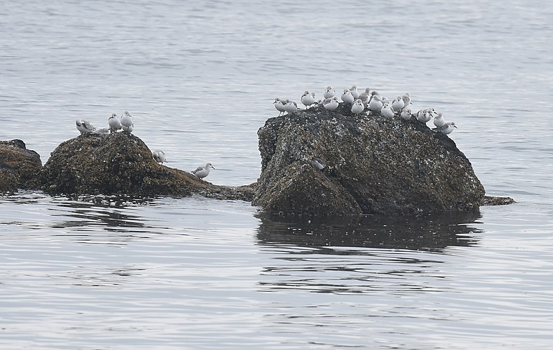 File:Sanderlings and Black Turnstones (45622144141).jpg