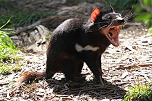 Un diavolo della Tasmania sbadiglia mettendo bene in mostra la potente dentatura.