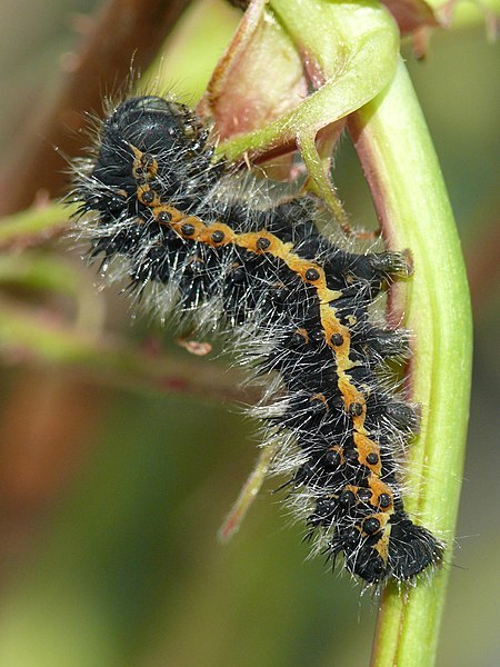 File:Saturnia pavonia - caterpillar 1 (HS).JPG