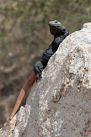 <i>Sauromalus ater</i> Large lizard native to the Sonoran and Mojave Deserts