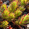 Saxifraga bronchialis JHT IMG 2708.jpg