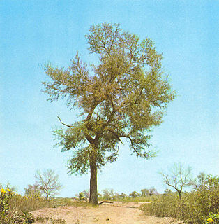 <i>Schinopsis lorentzii</i> Species of tree