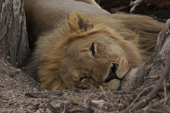 Sleeping lion in Etosha national park squints at the photographer