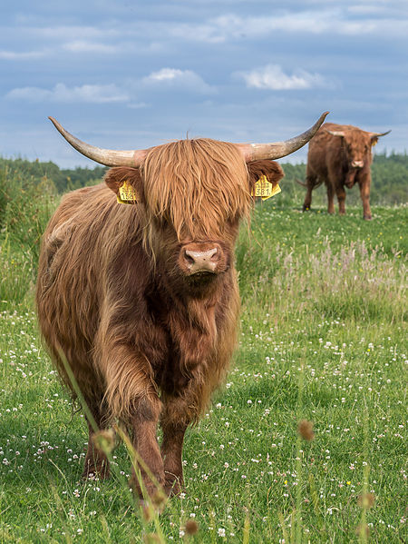 File:Schotse hooglander op het Fochteloërveen.jpg