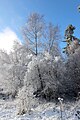 Gondenbrett (Eifel); Schwarzer Mann