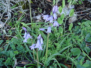 <i>Hyacinthoides hispanica</i> Species of flowering plant